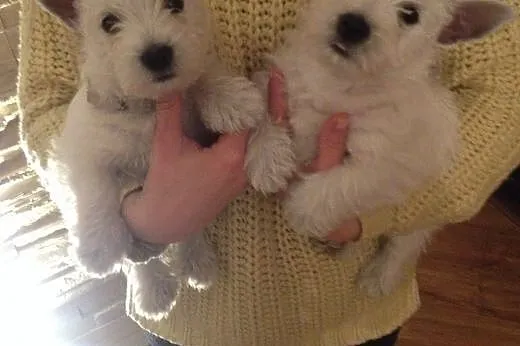 Śliczne szczeniaczki West highland white terrier, 