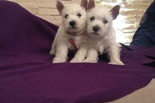 Śliczne szczeniaczki West highland white terrier, 