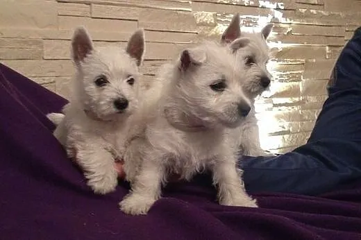 Śliczne szczeniaczki West highland white terrier, 