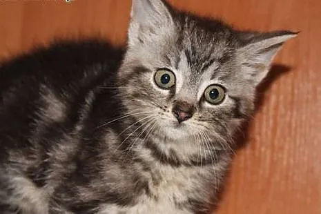 SIMBA-kocurek srebrny marmur z dłuzszym wlosem,adopcja!!,  świętokrzyskie Kielce
