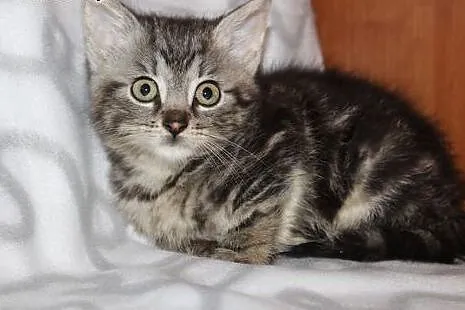 SIMBA-kocurek srebrny marmur z dłuzszym wlosem,ado