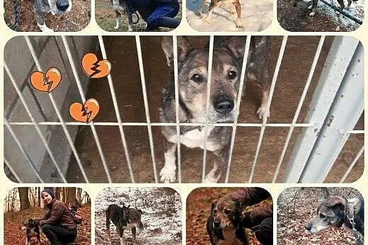Czako - piękny starszy pan do adopcji!,  łódzkie Ł