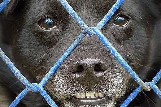 Zgryzek vel Kevin błaga o dom, śląskie Dąbrowa Górnicza