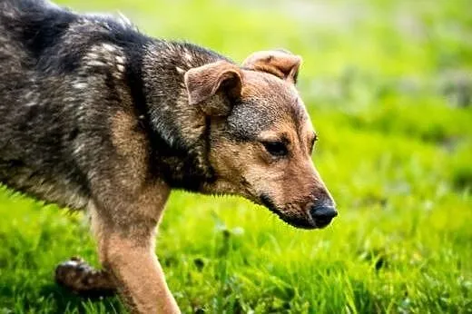 LIMONKA - młodziutka psinka rasy wieloowocowej szu