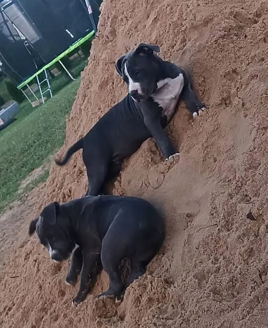 Pitbull Blue Pit Bull, Świętokrzyskie, Opatów
