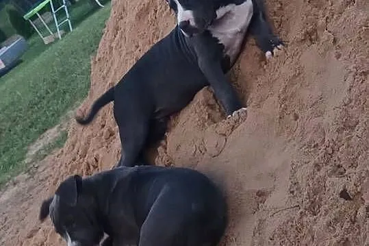 Pitbull Blue Pit Bull, Świętokrzyskie, Opatów
