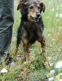 Bingo to cudowny psiak do adopcji ., łódzkie Skie