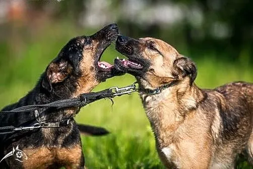 Kruki - cudowny piesek, chętnie jako drugi piesek 