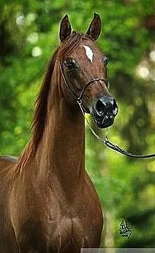 Klacz arabska po MARAN oo, ,