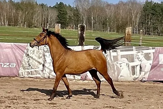Klacz arabska po MARAN oo, , 