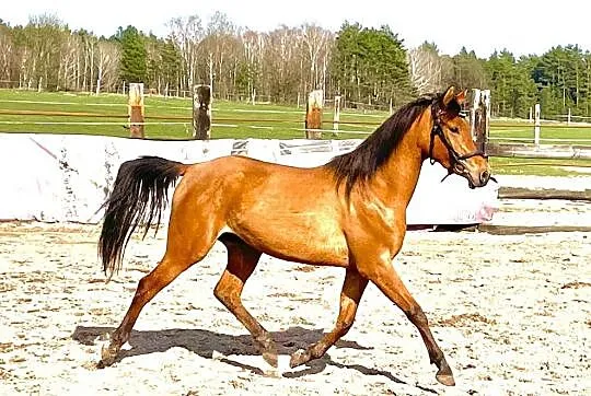 Klacz arabska po MARAN oo, , 