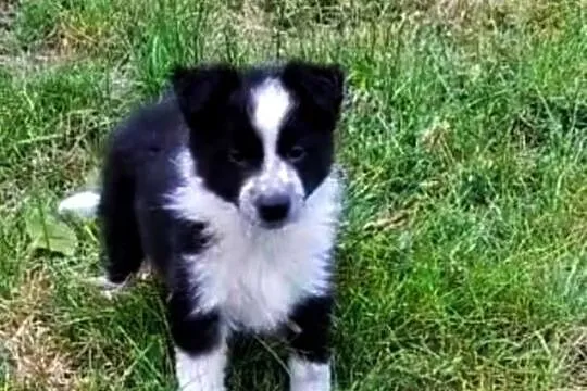 Border Collie szczenięta, Łódzkie, Goślub-Osada