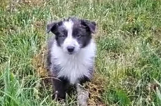 Border Collie szczenięta, Łódzkie, Goślub-Osada