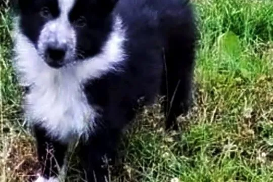 Border Collie szczenięta, Łódzkie, Goślub-Osada