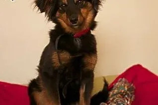 Młoda Frida poleca się do adopcji,  śląskie Gliwic
