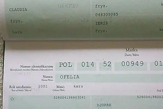 Klacz fryzyjska do hodowli