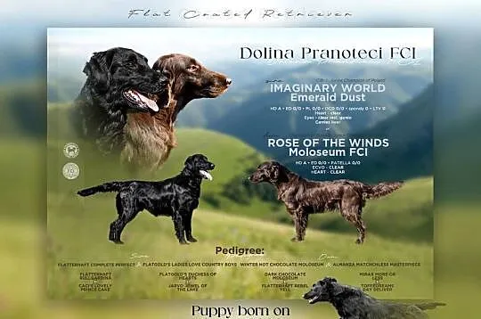 Szczenieta Flat Coated Retriever FCI