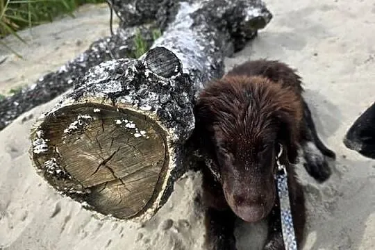 Szczenieta Flat Coated Retriever FCI, Lubuskie, Strzelce Krajeńskie