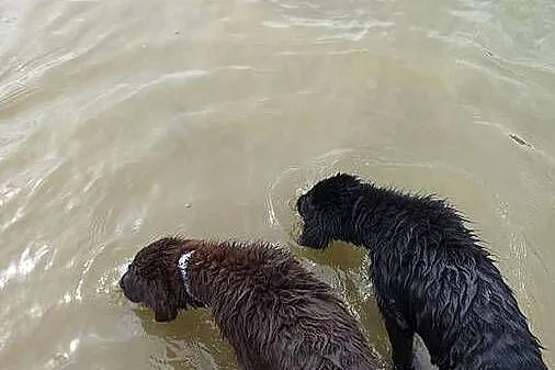Szczenieta Flat Coated Retriever FCI, Lubuskie, Strzelce Krajeńskie