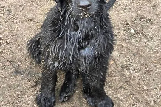 Szczenieta Flat Coated Retriever FCI, Lubuskie, Strzelce Krajeńskie