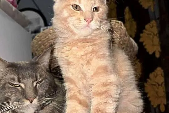 kocurek i kotka Maine Coon