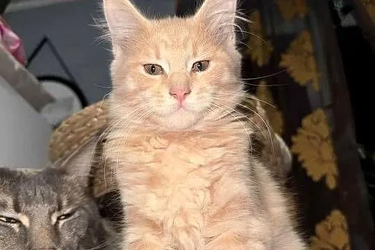 kocurek i kotka Maine Coon, Pomorskie, Starogard Gdański