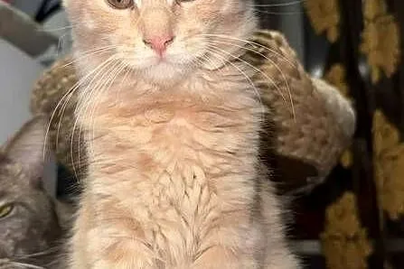 kocurek i kotka Maine Coon, Pomorskie, Starogard Gdański
