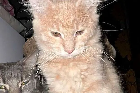 kocurek i kotka Maine Coon, Pomorskie, Starogard Gdański