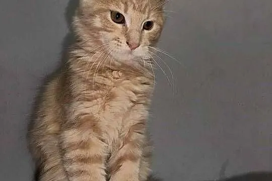 kocurek i kotka Maine Coon, Pomorskie, Starogard Gdański