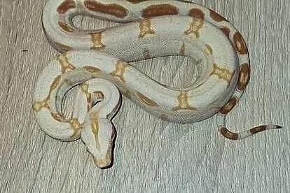 Boa cb 26