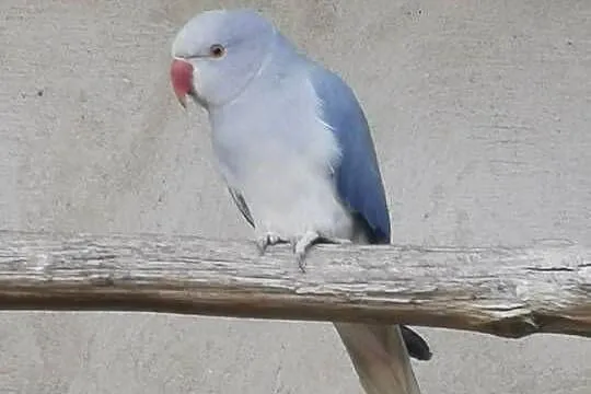 Aleksandretty obrożne, Kujawsko-pomorskie, Rypin