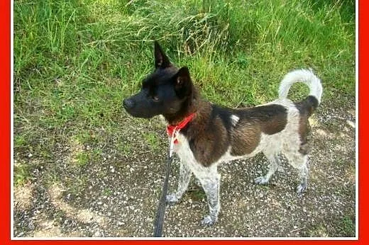 Delikatny,łagodny psiak FENEK,mały,cichy,spokojny.