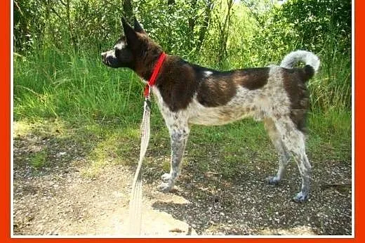 Delikatny,łagodny psiak FENEK,mały,cichy,spokojny.