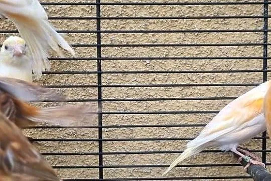 Kanarki kanarek miniatura hiszpańska, Śląskie, Jaworzno