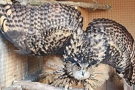Puchacz Bubo Bubo