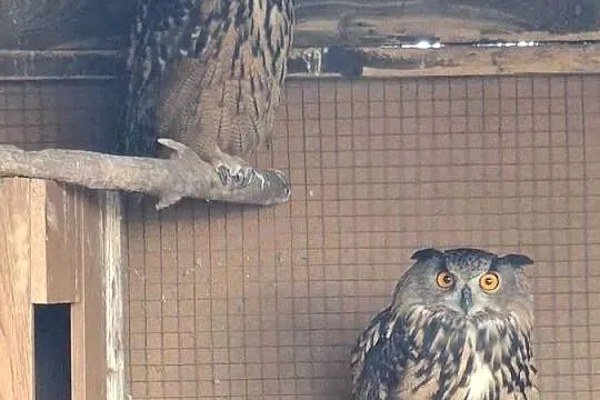 Puchacz Bubo Bubo, Śląskie, Nieborowice