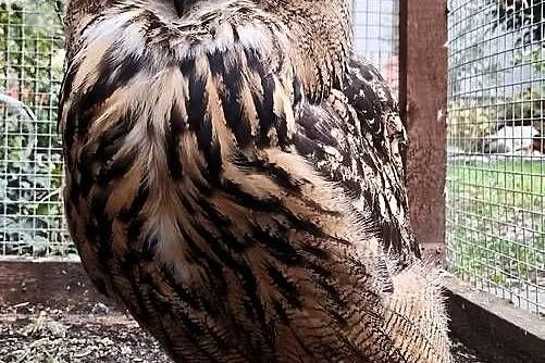 Puchacz Bubo Bubo, Śląskie, Nieborowice