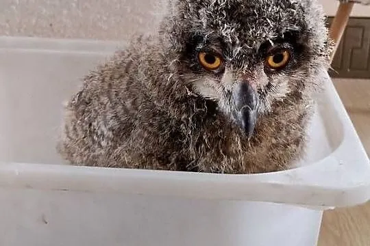 Puchacz Bubo Bubo, Śląskie, Nieborowice