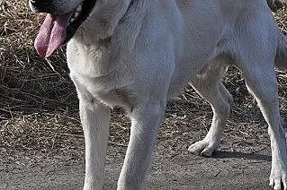 Goldi w typie labradora szuka domu