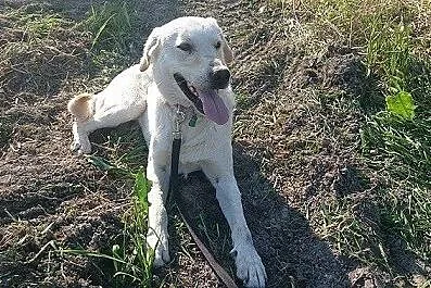 Goldi w typie labradora szuka domu