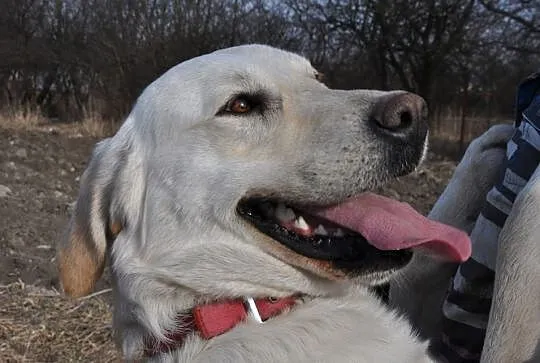 Goldi w typie labradora szuka domu