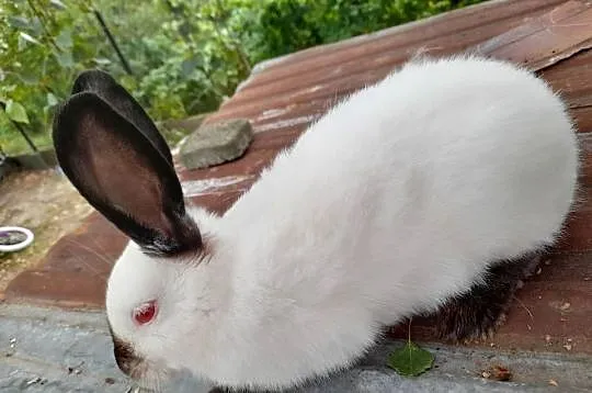 Królik samica kaliforniska, Podkarpackie, Wólka Sokołowska