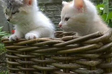 Oddam dwa małe kotki,  śląskie Mysłowice