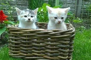 Oddam dwa małe kotki,  śląskie Mysłowice