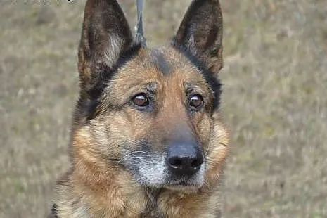 GRETA!! kochana sunia szuka dobrego DOMKU!!!,  dolnośląskie Wrocław