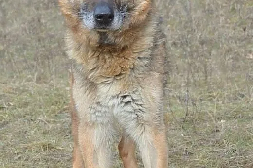 GRETA!! kochana sunia szuka dobrego DOMKU!!!,  dol