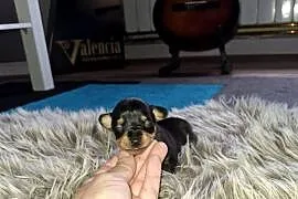 Pinczer miniatura