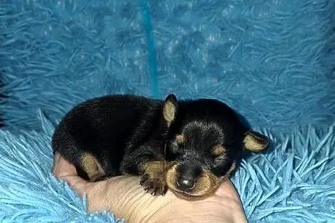 Pinczer miniatura, Podkarpackie, Jasło