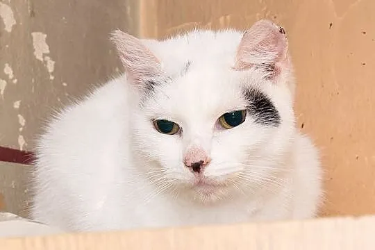 Koty Ś_ P_ Pani Krystyny - domy potrzebne na cito