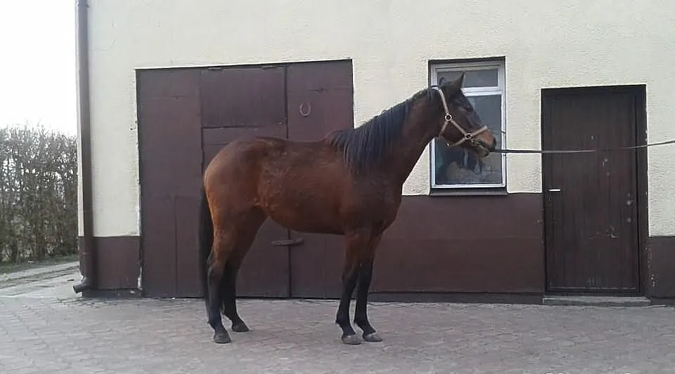 Kalina -gniada klacz